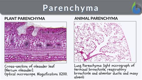 Parenchyma - Definition and Examples - Biology Online Dictionary