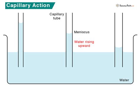 Capillary Action: Definition and Examples