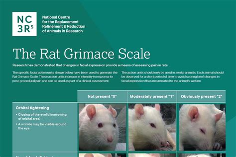 Grimace scale: Rat | NC3Rs