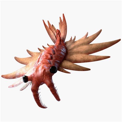 Anomalocaris Canadensis Static 3D model | CGTrader