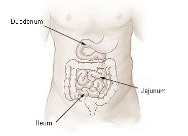 Difference Between Jejunum and Ileum | Definition, Anatomy, Physiology