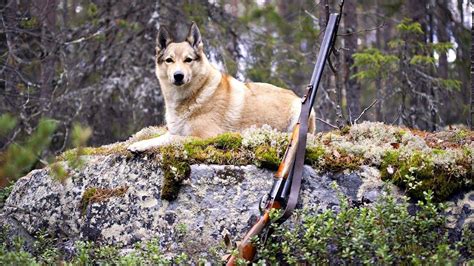 Hunting Dog Desktop Wallpapers - Top Free Hunting Dog Desktop Backgrounds - WallpaperAccess