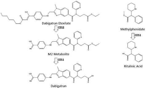 The hydrolysis of the carbamate group and ethyl ester group of the ...