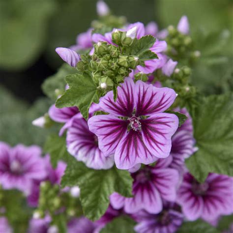 Malva sylvestris 'Zebrina' | Perennial Resource