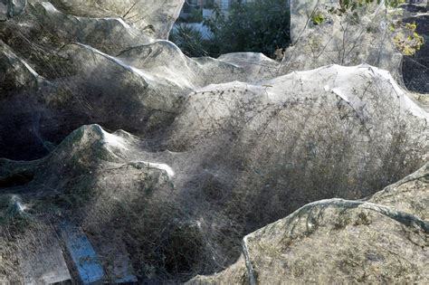 Giant spider web stretches 300m along Greek coastline as spiders have 'party' weaving eery ...