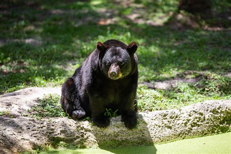 Zoo Tampa Membership - ZooTampa at Lowry Park