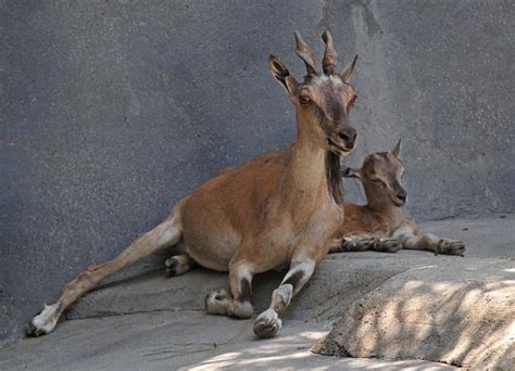 markhor-baby-pic | Baby Animal Zoo