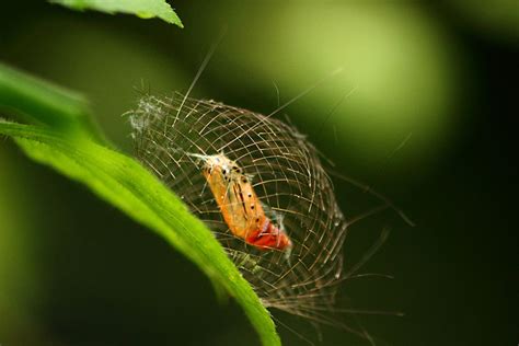 a moth cocoon | Smithsonian Photo Contest | Smithsonian Magazine