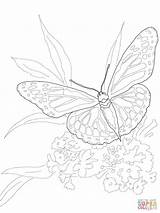 Monarch Butterfly Coloring Online  Super Coloring sketch template