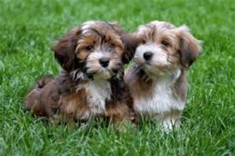 Havanese Dog Breed Information, Images, Characteristics, Health