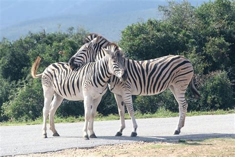 10,000+ Free Zebra Crossing & Zebra Images - Pixabay