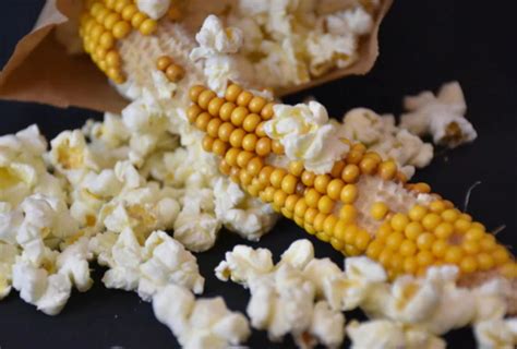 Popping Corn On The Cob | Pearl Farmers Market | Fruitful Hill Farm