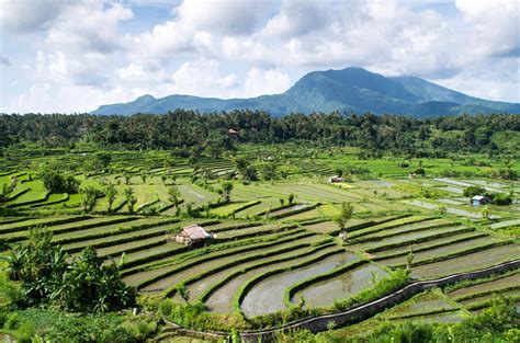 Rice Terraces in Indonesia 2024-2025 - Rove.me