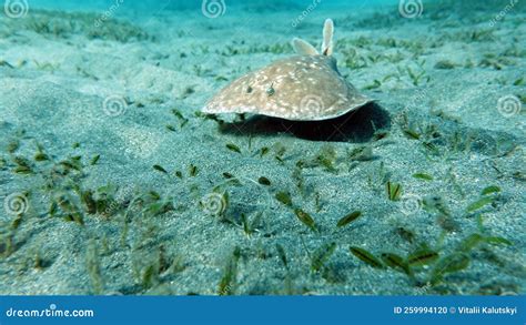 Stingrays, Leopard Electric Stingray. Stock Photo - Image of ...