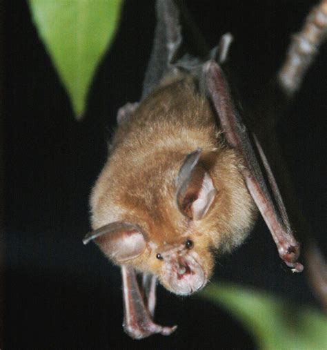 Horseshoe bats talk over and around background noise, study finds - Los Angeles Times