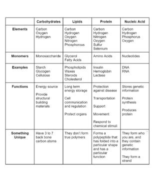 Macromolecules Monomers And Polymers Chart