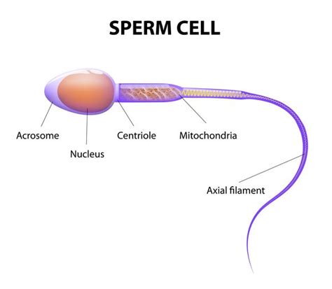 Sexual Reproduction - An Overview, Stages and its Process