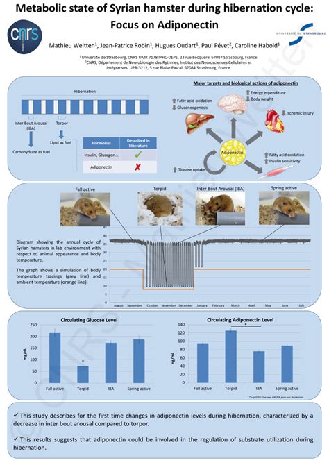 (PDF) Metabolic state of Syrian hamster during hibernation cycle: Focus ...