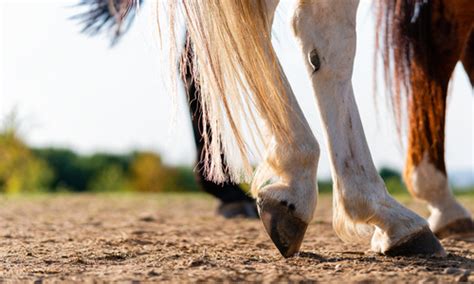 Is Your Horse Showing Signs of Problems in its Hind Legs? — Park City Equine - Veterinarian in ...