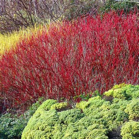 Red Twig Dogwood Shrubs for Sale – FastGrowingTrees.com