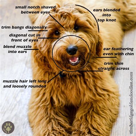 Face Clips - Timberidge Goldendoodles | Dog haircuts, Goldendoodle haircuts, Teddy bear goldendoodle