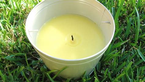 The Care of a Citronella Plant | Garden Guides