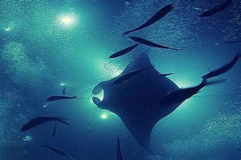 Manta Magic - Night Manta Ray Snorkel At Manta Village, Kona, Hawaii ...