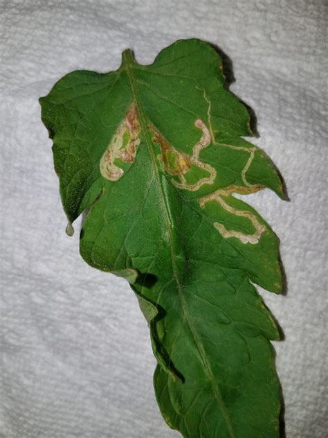 Tomato leaf miner control | Walter Reeves: The Georgia Gardener