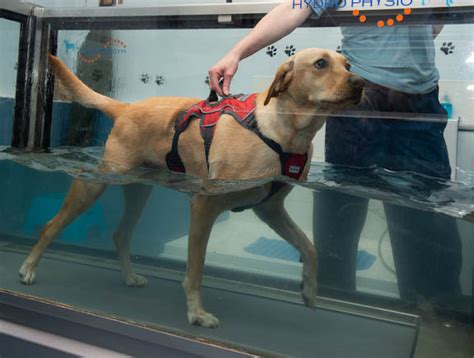 Hydrotherapy for Dogs: What Is It and What Are the Benefits? - Power Paws