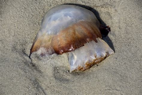 Dead Jelly Fish Free Stock Photo - Public Domain Pictures