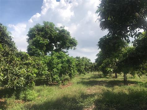 PENGEMBANGAN MANGGA ARUMANIS DI KABUPATEN PEMALANG, JAWA TENGAH ...