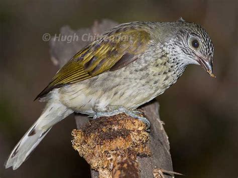 Hugh Chittenden - Honeyguide and Honeybird Photographs