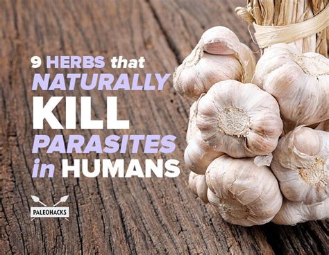 Did you know that garlic is able to slow and kill over 60 types of fungus and 20 types of ...