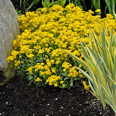 Yellow Perennial Flowers