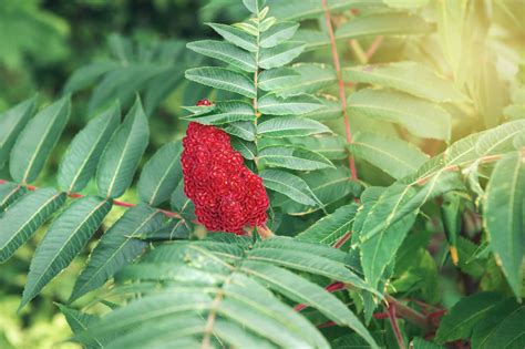 Wild Edibles: Sumac Berries - Farmer’s Almanac