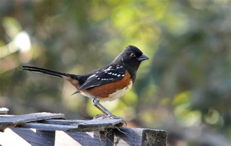 Spotted Towhee (Birds of the Okanagan-Similkameen) · iNaturalist Canada