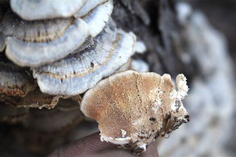 Turkey Tail Mushroom: Identification and Uses