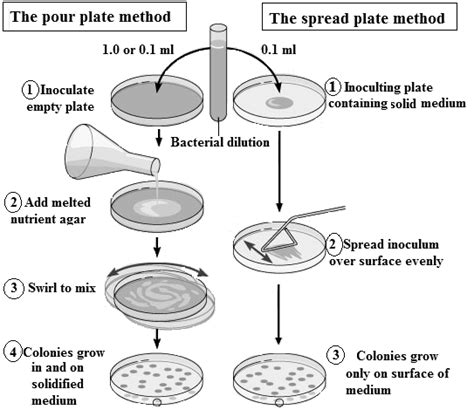 prorez Provjetravanje iskriviti pour plate method - baanphrapradaeng.org