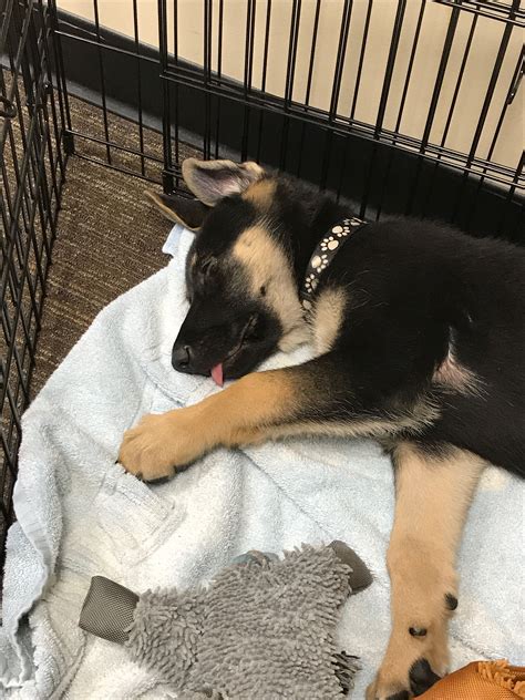 Sleeping on the job | German shepherd puppies, German shepherd pictures, Shepherd dog