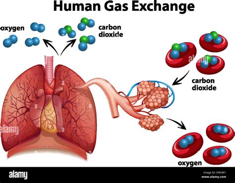 Human Gas Exchange Diagram Vector Illustration Stock Vector Image Art – NBKomputer