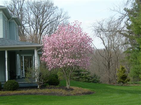 Ornamental Trees Magnolia Jane Powell Ohio | Trees for front yard, Ornamental trees, Magnolia ...