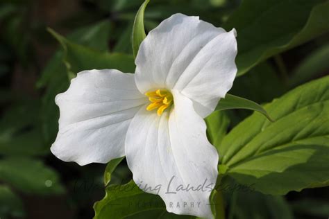 Wisconsin State Flower Trillium - Beautiful Insanity