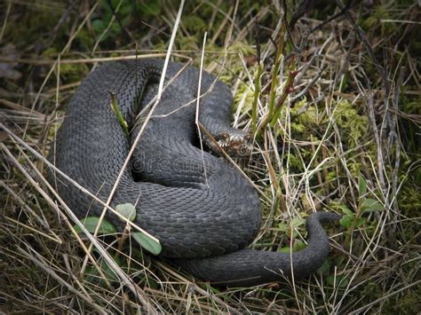 Black Viper Snake on a Tree Stock Photo - Image of warning, nature: 210881788