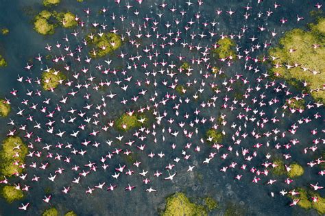 Aerial Photos Showcase the Annual Flamingo Migration that Transforms ...