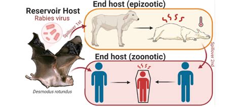 Desmodus rotundus rabies virus spillover and onward transmission.... | Download Scientific Diagram