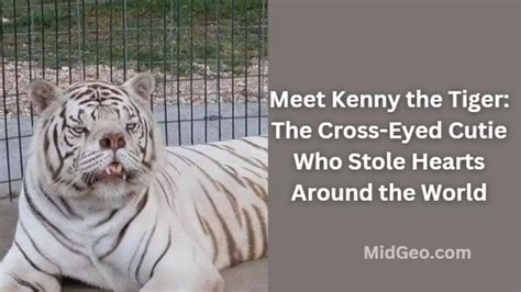 Meet Kenny The Tiger: The Cross-Eyed Cutie Who Stole Hearts Around The ...