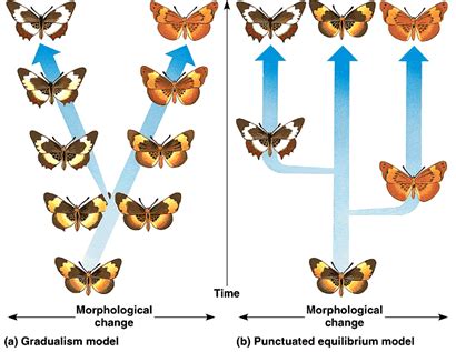Gradualism vs Punctuated Equilibrium - Biology11