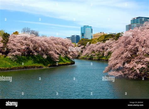 Spring cherry blossoms cover trees along the iconic Chidorigafuchi Moat in Tokyo, Japan Stock ...