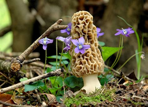 Rebecca's Hearth and Home: Spring In Missouri - Morel Mushrooms