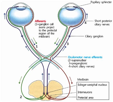 Pupillary Reflex Diagram